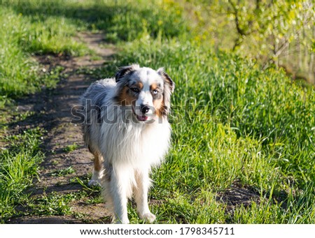 light colored dog in the meadow