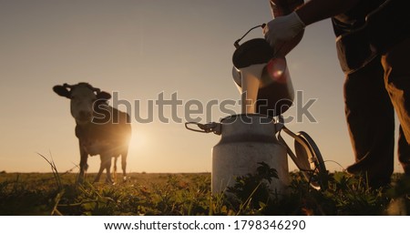 Farmer pours milk into can at sunset, in the background of a meadow with a cow Royalty-Free Stock Photo #1798346290