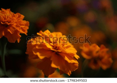 French Marigolds close up in afternoon sun