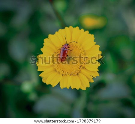 
Insect on Flower - Macro Photography Close Up 