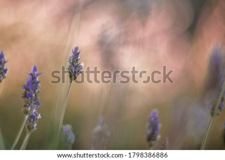 Lavender in a sunset with the blurred background