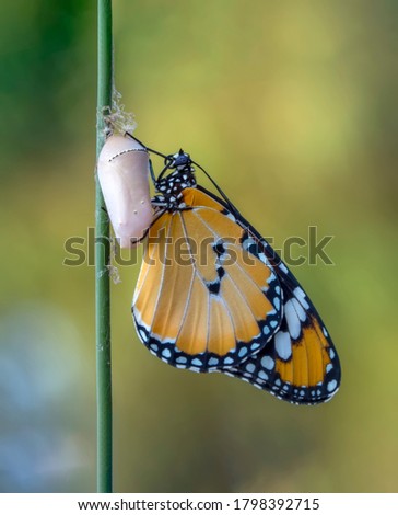Amazing moment ,Monarch Butterfly, pupae Concept transformation of Butterfly