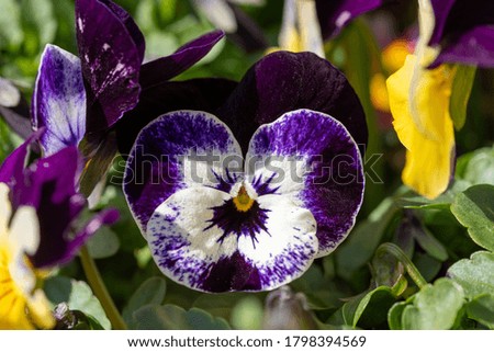 Close up of purple and white pansies in bloom