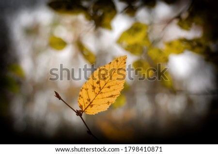 Lonely yellow leaf on a thin twig against dark blurred autumn background, November, vignetting, close-up