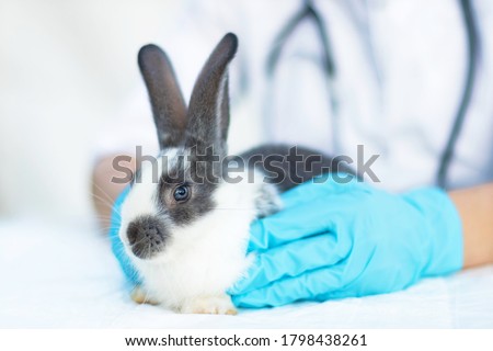 vet in glovers examines the cute baby rabbit in the clinic. small bunny treatment. pet at the veterinarian. health care of the animal. prevention of fleas, ticks. copy space Royalty-Free Stock Photo #1798438261