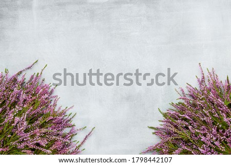 Bouquets of Pink Common Heather flowers on gray background. Copy space for text, top view. Flat lay, selective focus Royalty-Free Stock Photo #1798442107