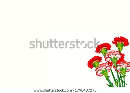 branch carnation flowers isolated on white background. nature