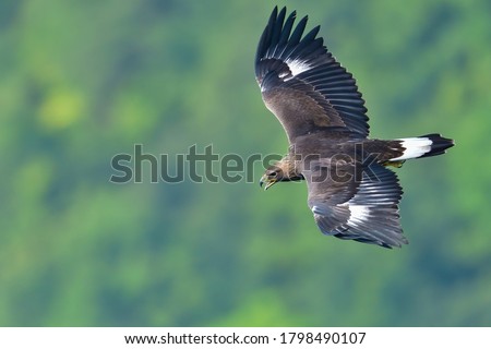 Juvenile of Golden eagle  (Inuwashi) is flying in the green background while barking loudly Royalty-Free Stock Photo #1798490107