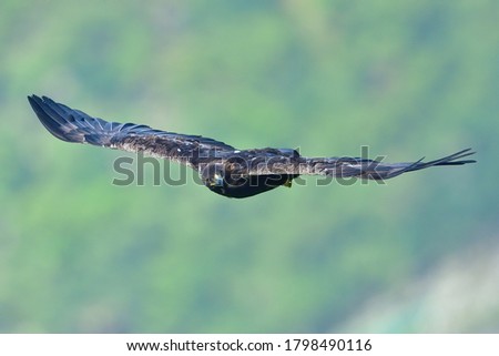 The sharp eyes of the Golden eagle (Inuwashi) flying in the green background