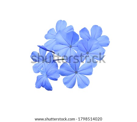 Cape leadwort, White plumbago, Auriculata, Close up small blue flower bouquet isolated on white background. with clipping path