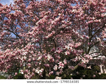 Magnolias blooming in the Spring