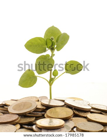 Concept of a plant and a lot of golden coins isolated on white background