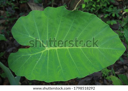 green color colocasia with background picture