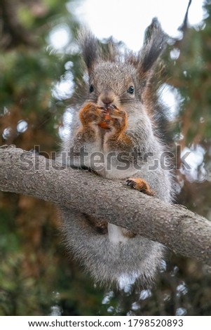 The squirrel with nut sits on a fir branches in the winter or autumn. Eurasian red squirrel, Sciurus vulgaris