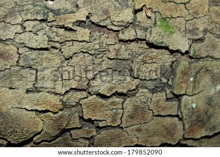 Tree Texture 