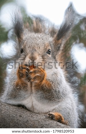 Portrait of a squirrel with nut in winter or autumn. The squirrel sits on a branches in the winter or autumn. Eurasian red squirrel, Sciurus vulgaris