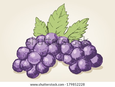 Sketch drawing of grapes