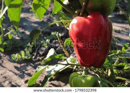 Close-up of red and green peppers growing in the vegetable garden. Selective focus
