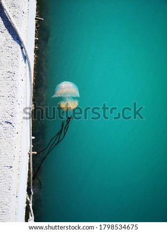 Jellyfish sighting along Malaga Pier