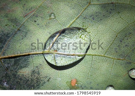 Macro water droplets on fallen leaf