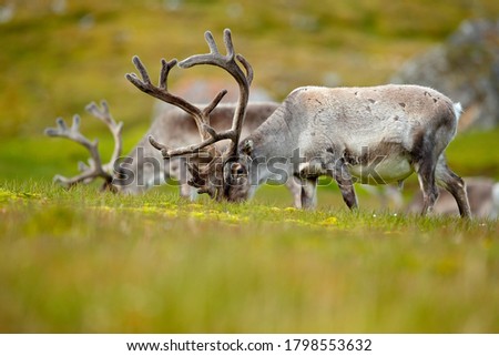 Reindeer, Rangifer tarandus, with massive antlers in the green grass and blue sky, Svalbard, Norway. Wildlife scene from north of Europe. Wild animal from Norway. 