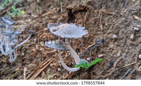 Growing Mushroom fungus.Mushroom or toadstool is the fleshy, spore-bearing fruiting body of a fungus, typically produced above ground, on soil, or on its food source.