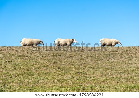 Three sheep in a row on a pasture on top of the dike under a clear blue sky