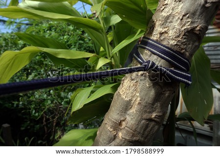         A rope tied around the papaya tree from falling.                       