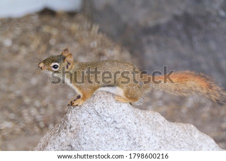 A rodents marmots chipmunks squirrel spotted on a tree trunk on hunting mood. Animal behavior themes. Focus on eye.