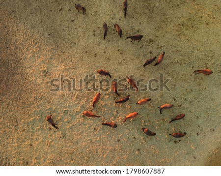 Aerial view of group of horses at evening. Herd of young horses running, top view.