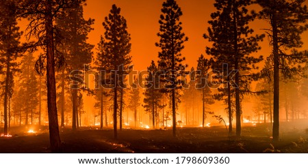 Wildfire burns ground in forest Royalty-Free Stock Photo #1798609360