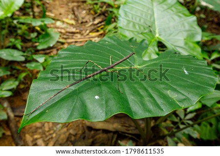 Stick insect in the jungle of Cuc Phuong in Vietnam Royalty-Free Stock Photo #1798611535