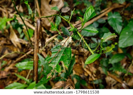 Stick insect in the jungle of Cuc Phuong in Vietnam Royalty-Free Stock Photo #1798611538