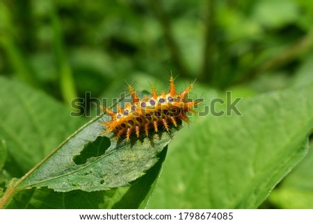 the sping oak slug,larval form of moth