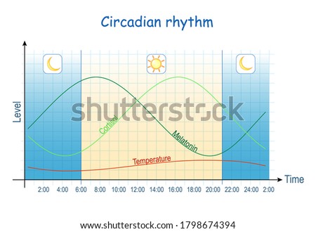 Circadian rhythm. Diagram of melatonin, and cortisol hormones level during day (24 hours). temperature schedule. human biological clock. Chart of awake and sleep. Royalty-Free Stock Photo #1798674394
