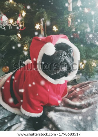 christmas french bulldog, santa dog