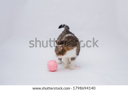 An adult tabby cat is played with a pink ball of fur on a white isolated background with space for text