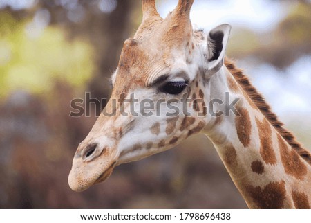 the face of the tallest animal in the word
