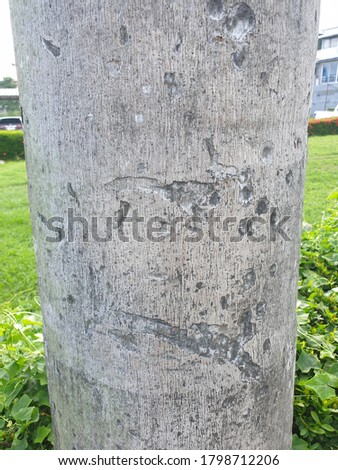 A close-up photograph of the old tree trunk that resembles a rock