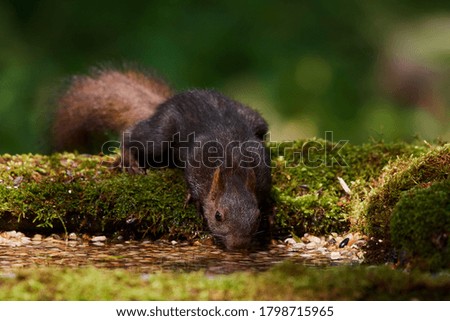 Red squirrel drinks water in forest watering place, Danube forest, Slovakia,Europe
