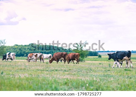 A herd of cows grazes in the meadow. Agriculture Royalty-Free Stock Photo #1798725277
