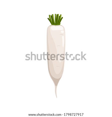 Daikon radish with green stem isolated vegetable root. Vector horseradish rhizome plant, organic spice condiment, realistic 3d horse-radish. White radish, fresh veggie with green stem, organic food Royalty-Free Stock Photo #1798727917