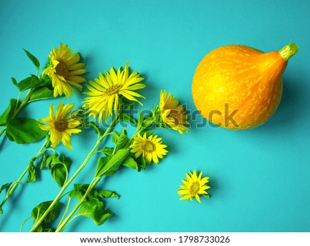 Orange pumpkin (Hokkaido) and illuminating yellow sunflowers on blue background. Autumn and harvest concept. Flat lay, top view, crop time.