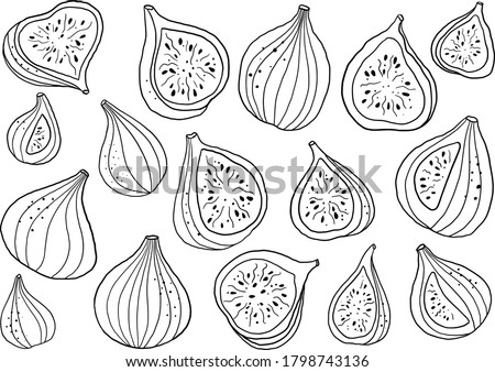 Hand drawn vector figs illustration. Isolated black linework figs clipart. Fig elements set. Graphic figs. Royalty-Free Stock Photo #1798743136