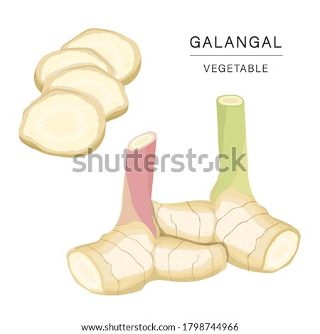 Set of Galangal Vegetable Slices. Organic and healthy food isolated element Vector illustration. Royalty-Free Stock Photo #1798744966
