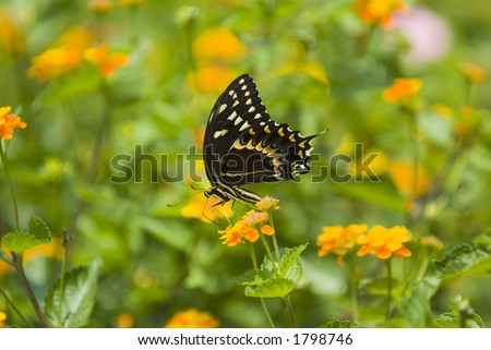 Swallowtail butterfly on yellow flower