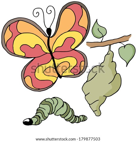 An image of the stages of a butterfly.