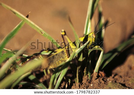 Green Grasshoppers known in the British Isles as the common green grasshopper.