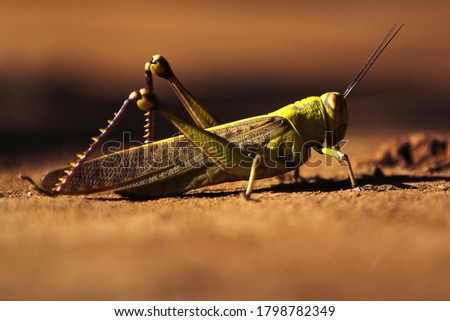 Green Grasshoppers known in the British Isles as the common green grasshopper.