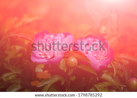 Pink peonies in the morning sun.. Fragrant trendy pink peony grows on a flower bed in a decorative garden. Lush grand  flower head. Full Bloom trend.  Shallow depth of field.